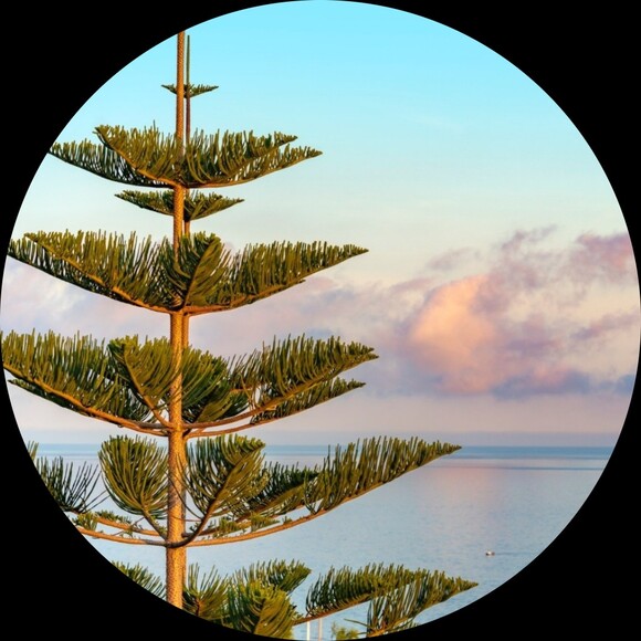 thesaltedpine